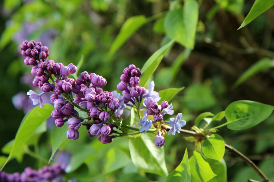 Spring spring season floral