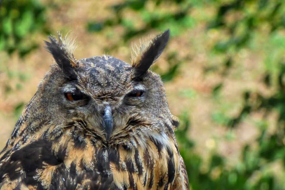 Bird of prey raptor animal recording