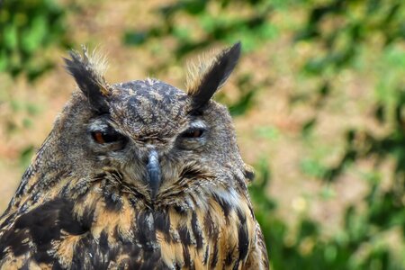 Bird of prey raptor animal recording