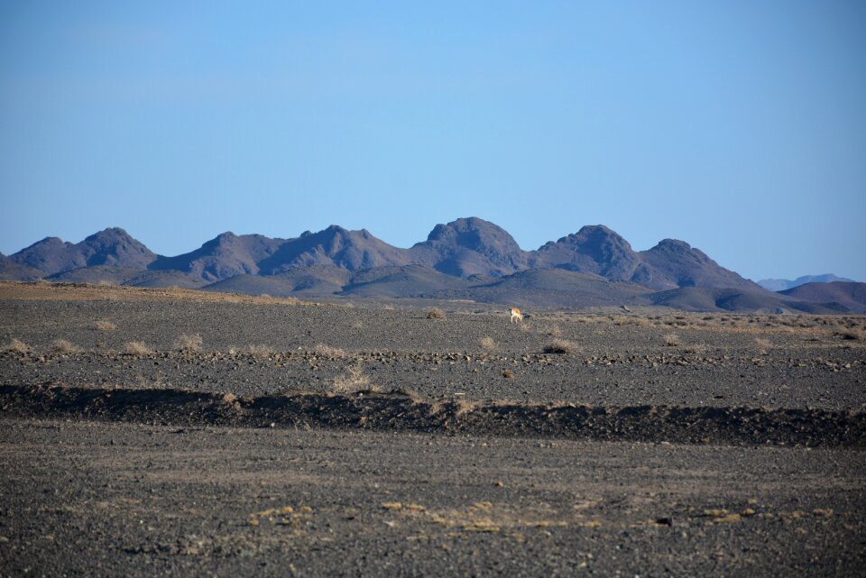 Desert wildlife blue desert