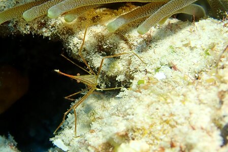 Marine caribbean shrimp