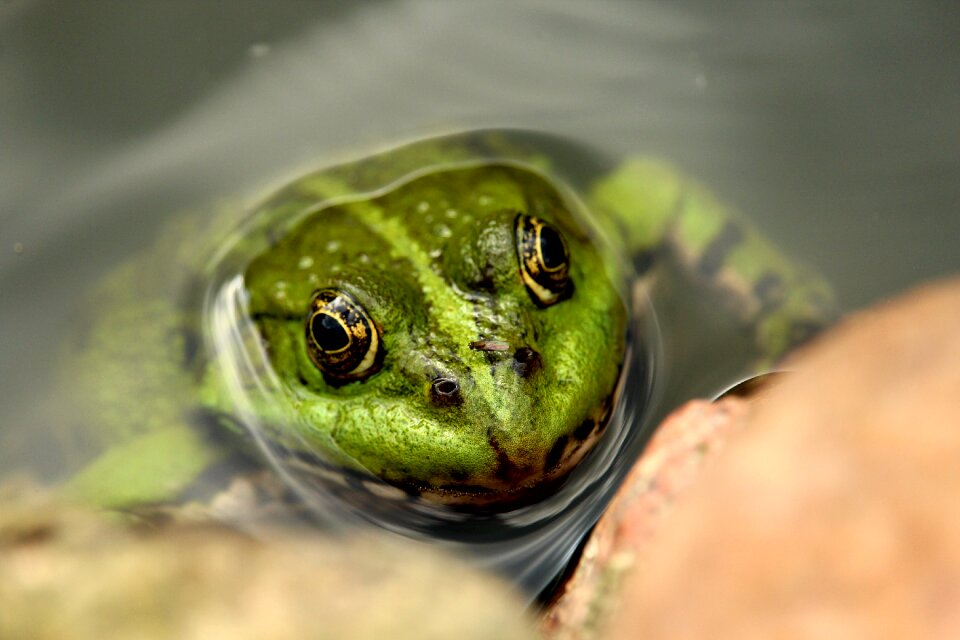 Water frog close up