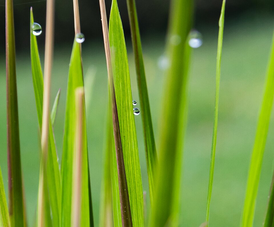 Plant drop of water leaves