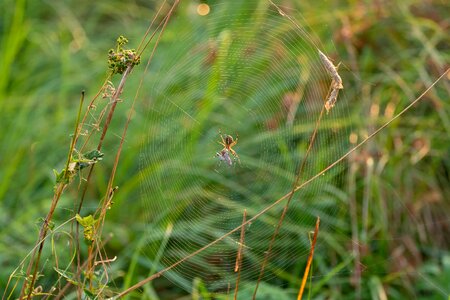 Landscape protection moor spider