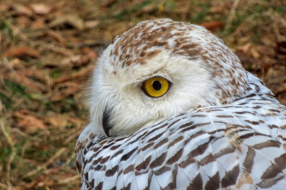 Bird of prey raptor animal recording