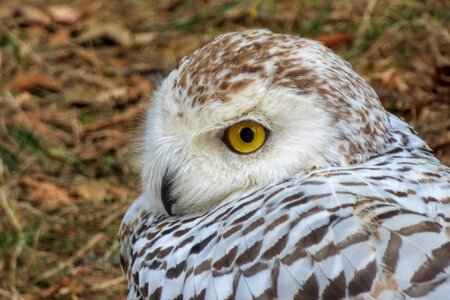 Bird of prey raptor animal recording