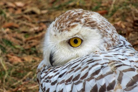 Bird of prey raptor animal recording photo