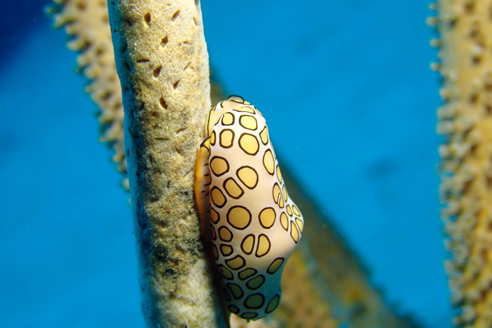 Underwater marine caribbean