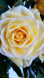 Creamrose flower white rose