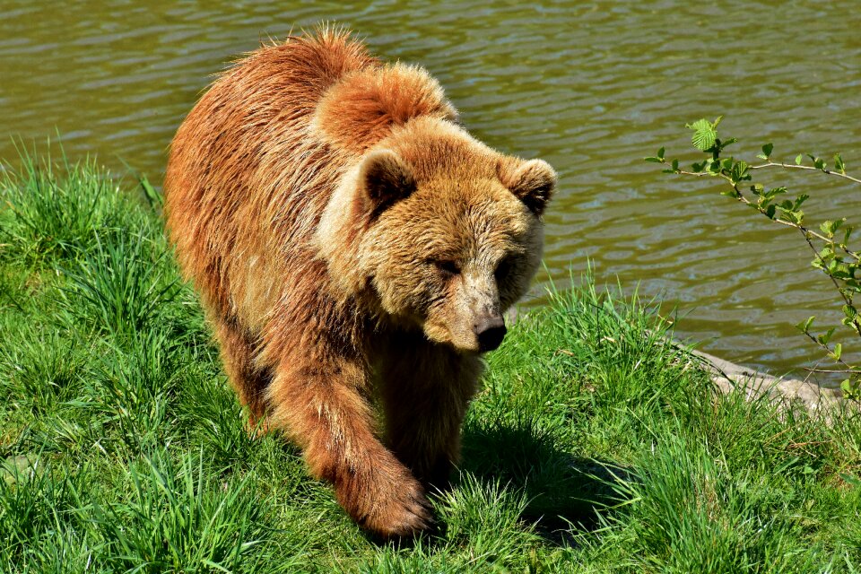 Wild animal furry dangerous