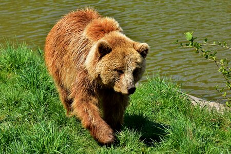 Wild animal furry dangerous