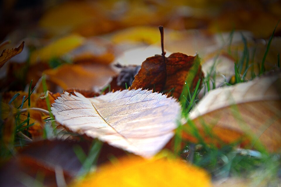 Autumn fall color autumn colours
