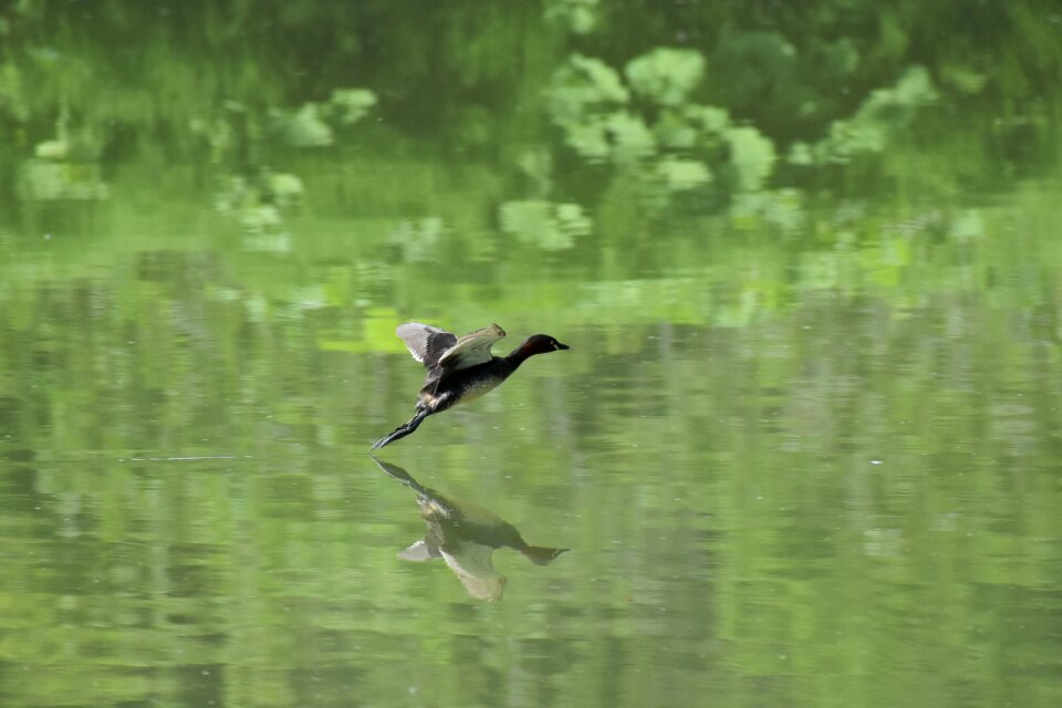 Green bird wild birds