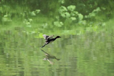 Green bird wild birds