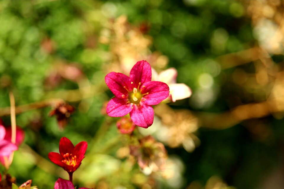 Garden flower summer