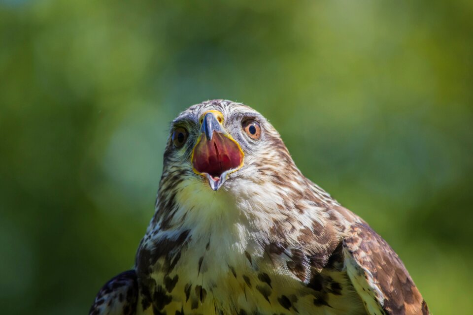 Bird of prey animalia peak