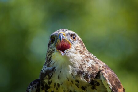 Bird of prey animalia peak