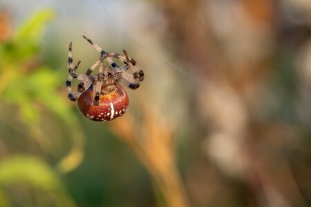 Landscape protection moor spider