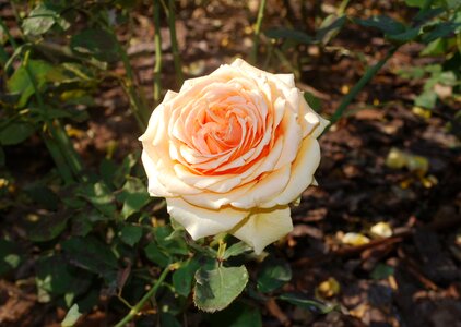 Petals nature beauty