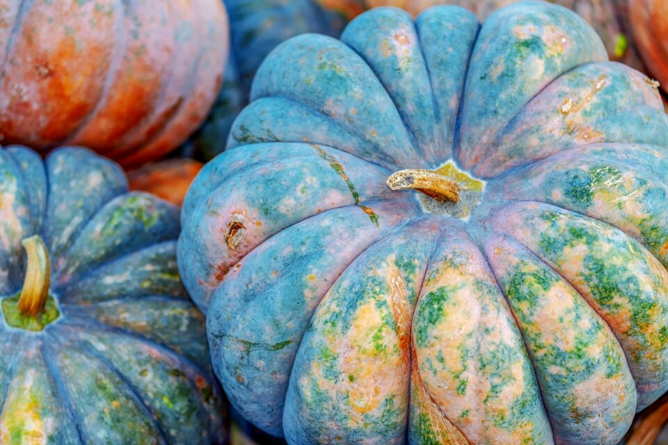 Squash vegetables benefit from