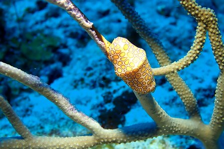 Underwater marine caribbean