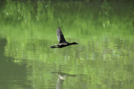 Green bird wild birds