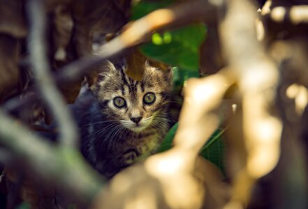 Cute cat young