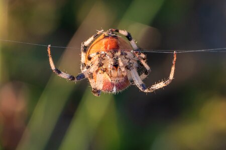 Landscape protection moor spider