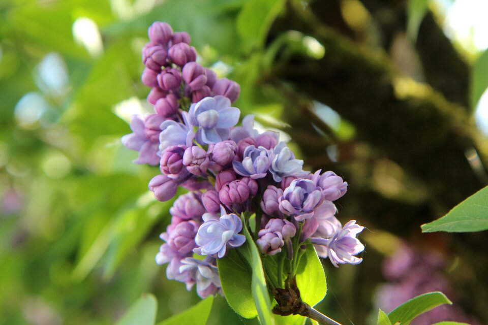 Common lilac lilac purple flowering
