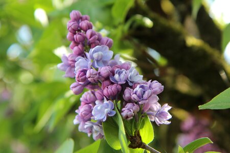 Common lilac lilac purple flowering photo