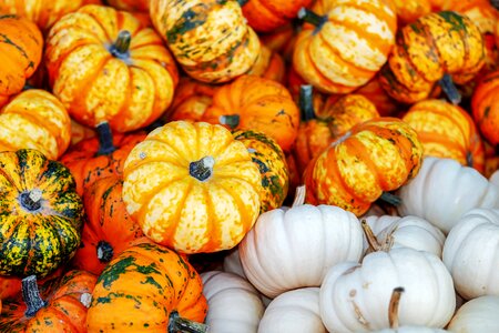 Decoration colorful autumn