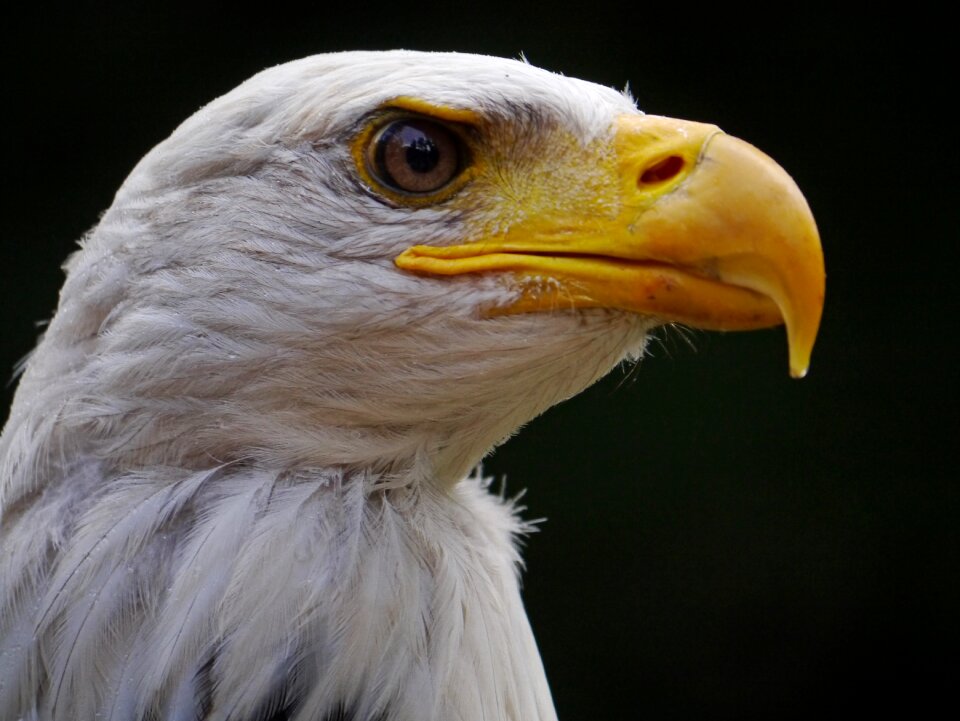 Raptor bill bird of prey