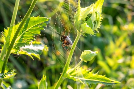 Landscape protection moor spider