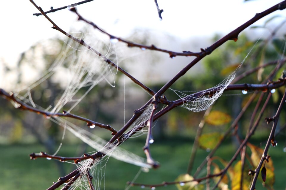 Nature wild cobweb