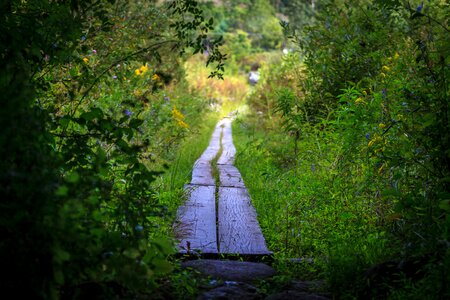 Leaves path secret path