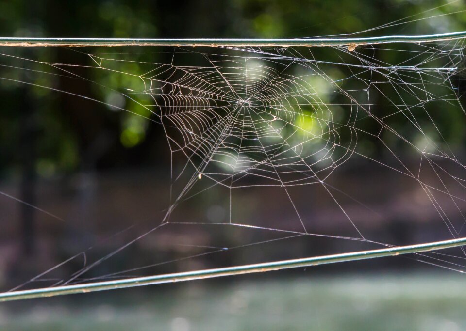 Arachnid insect outdoors