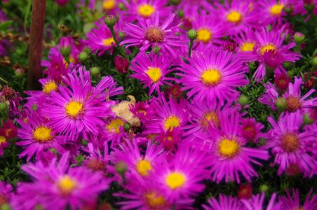 Summer pink autumn