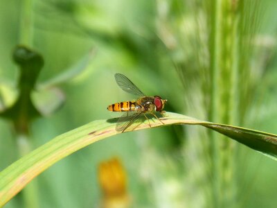 Insect nature outdoors