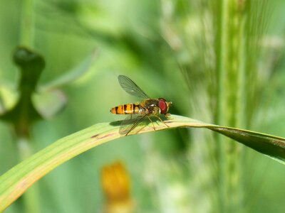 Insect nature outdoors photo