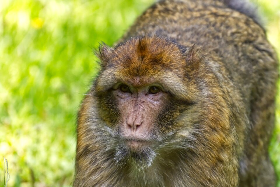 Animal wild animal zoo
