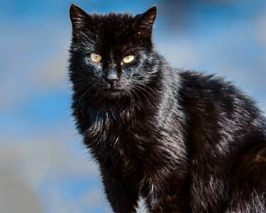 Cat's eyes wildcat domestic cat