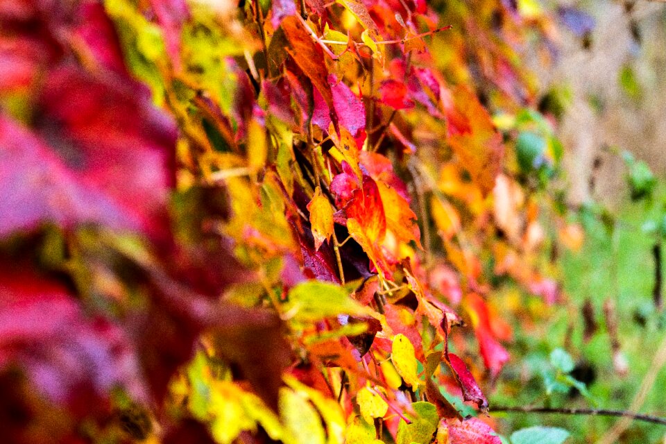 Ivy fall foliage nature