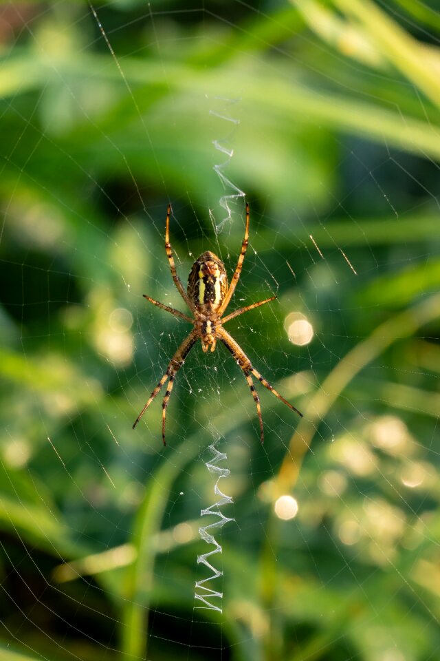 Landscape protection moor spider