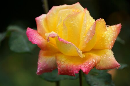 Yellow pink raindrops photo