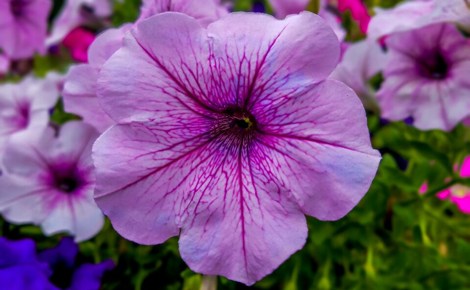 Garden lilac flower lilac beauty