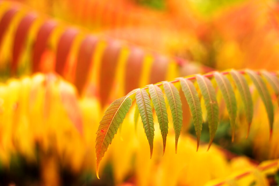 Colorful mood nature