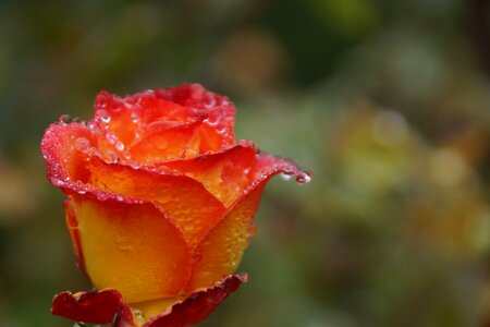 Orange red raindrops photo