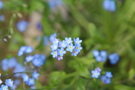 Blue flowers small flower myosotis arvensis photo