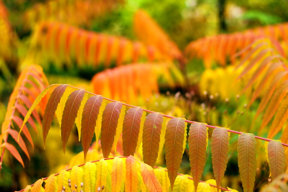 Colorful mood nature