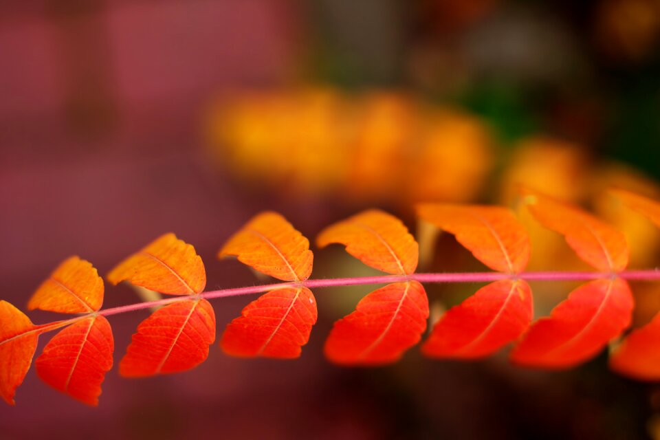 Colorful mood nature